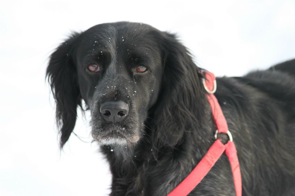 Laika